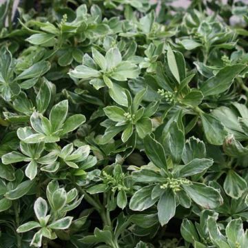 Varjoyrtti Variegata