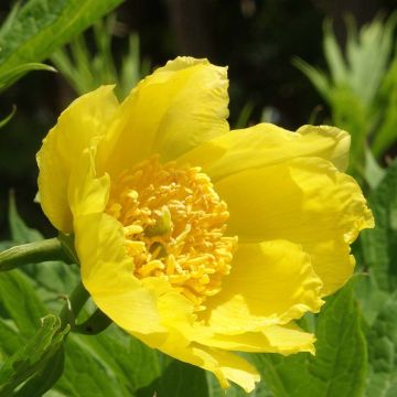 Pensaspioni - Paeonia delavayi var. lutea