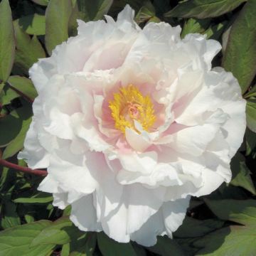 Pensaspioni White