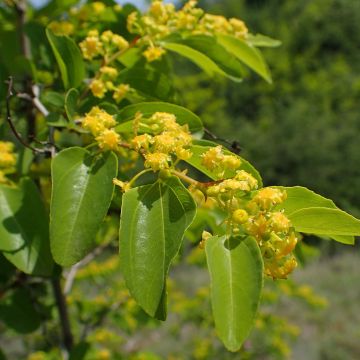 Kärsimyskruunu - Paliurus spina-christi