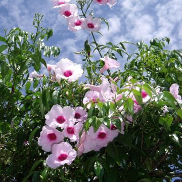 Jasmiinitrumpetti Rosea
