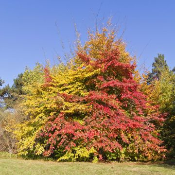 Persianparrotia - Parrotia persica