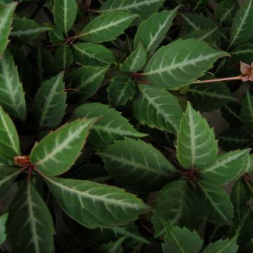 Kiinanvilliviini - Parthenocissus henryana
