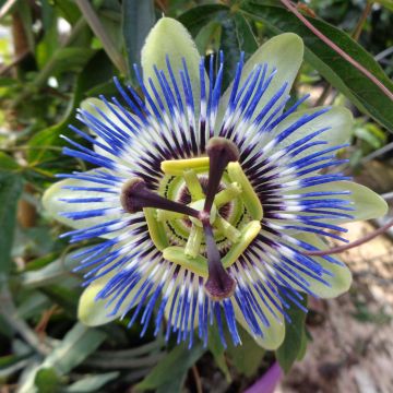 Kärsimyspassio - Passiflora caerulea