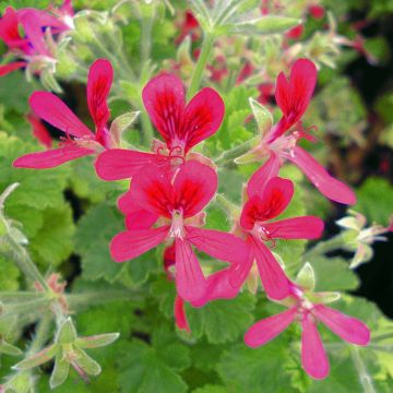 Tuoksupelargoni Concolor Lace