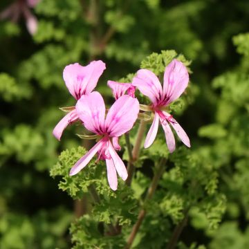 Sitruunapelargoni Minor