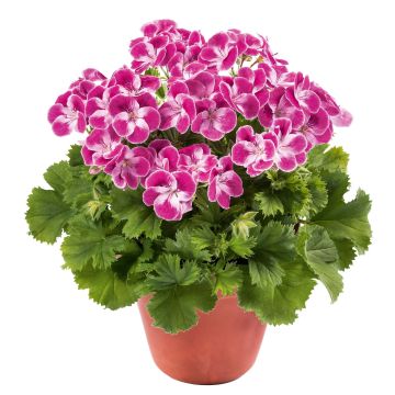 Enkelipelargoni Pinkerbell