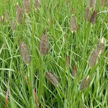 Sulkahirssi Red Bunny Tail