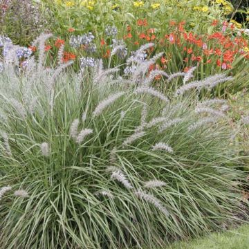 Idänsulkahirssi - Pennisetum orientale