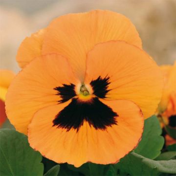 Tarhaorvokki Inspire F1 Orange with Blotch