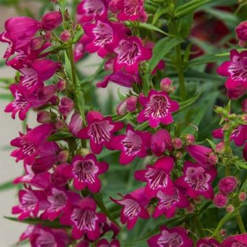 Pipo Harlequin Magenta