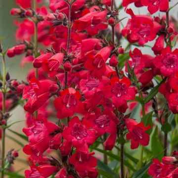 Pipo Harlequin Red