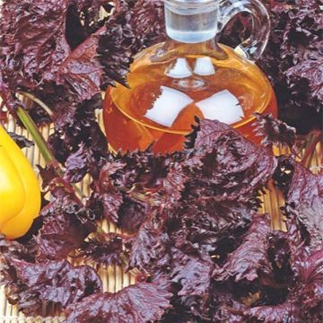 Veripeippi Röd Shiso