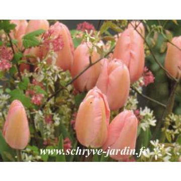 Myöhäinen yksinkertainen tulppaani Perless pink
