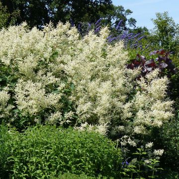 Ukontattare - Persicaria polymorpha