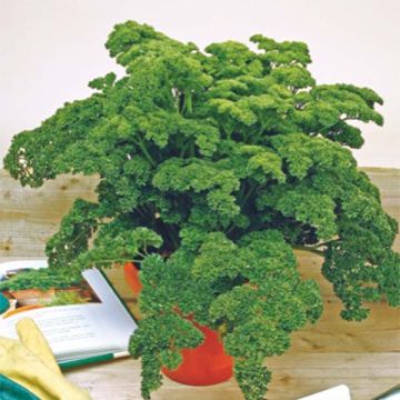 Kähäräpersilja tummanvihreä luomu - Petroselinum crispum