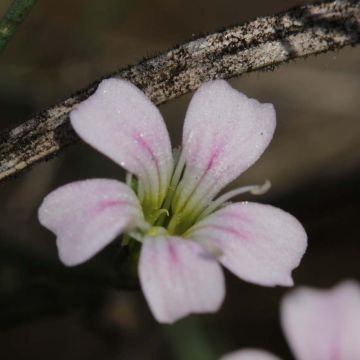 Kalliokehtoneilikka - Petrorhagia saxifraga