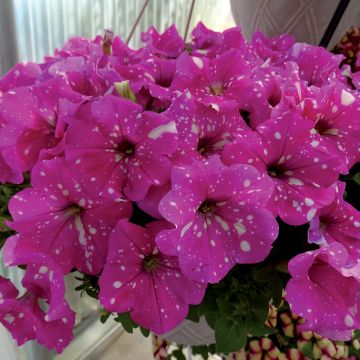 Tarhapetunia Baby Doll