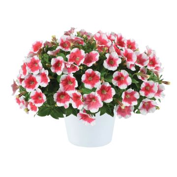 Tarhapetunia Capella Cherry Vanilla