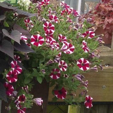 Tarhapetunia Cranberry Blast