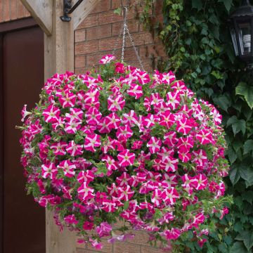 Tarhapetunia Designer Rose Star
