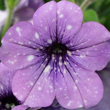 Tarhapetunia Lavender Sky