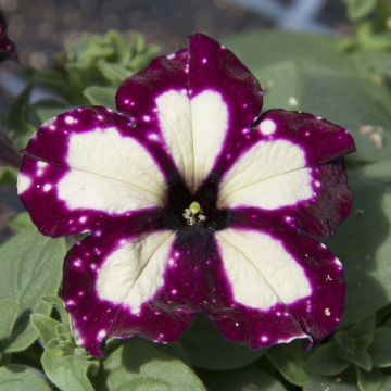 Tarhapetunia Lightning Sky