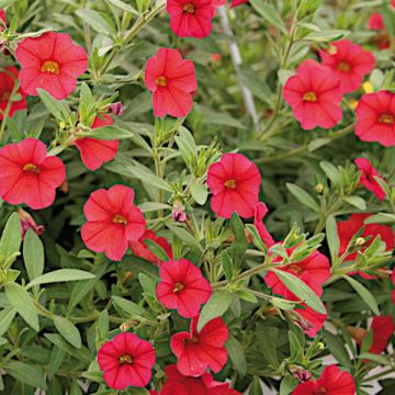 Miljoonakello Million Bells Red