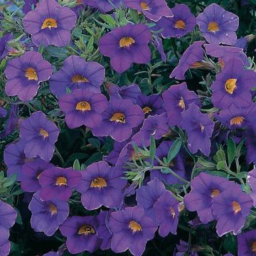 Miljoonakello Million Bells blue star