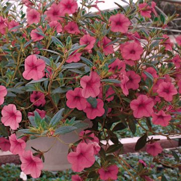 Miljoonakello Million Bells cosmos pink