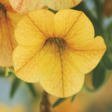 Miljoonakello Million Bells Lemon