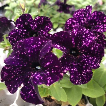 Tarhapetunia Mystery Sky