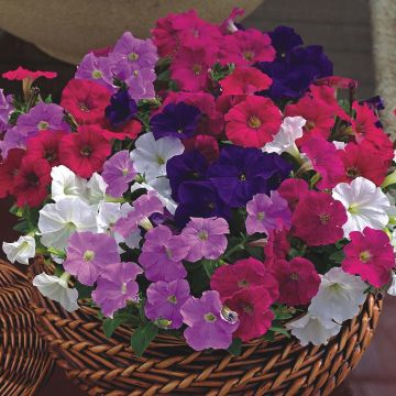 Tarhapetunia Picobella Cascade