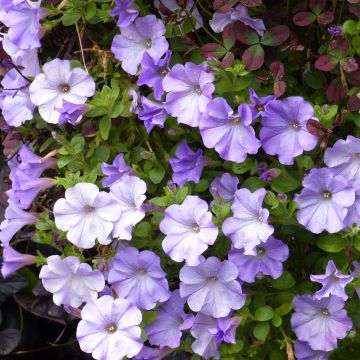 Tarhapetunia Conchita Azur