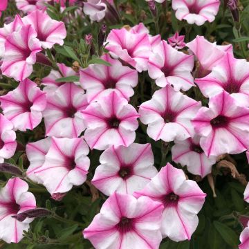 Tarhapetunia Supertunia Pink Star
