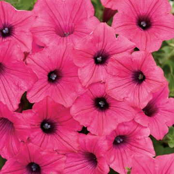 Tarhapetunia Supertunia Vista Fuchsia