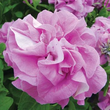 Riippapetunia Double Lilac