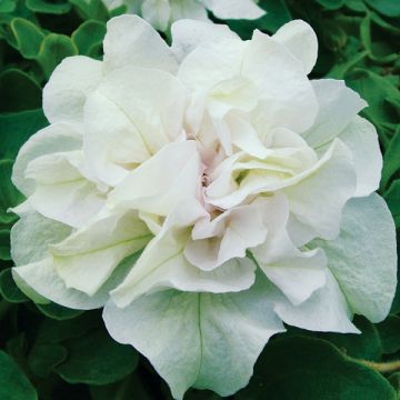 Riippapetunia Tumbelina Diana