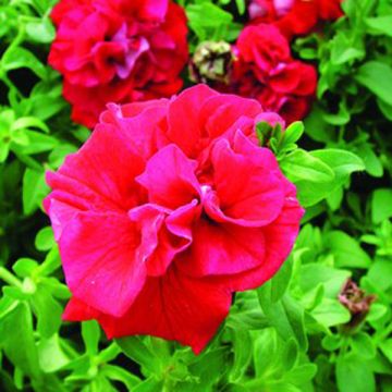 Riippapetunia Double Red