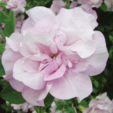 Riippapetunia Conchita Doble Lavender