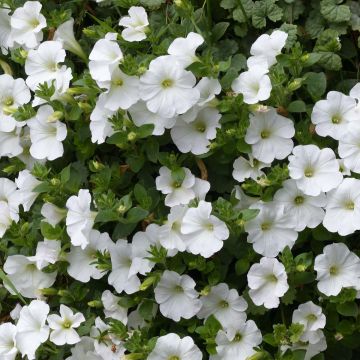 Riippapetunia Snow