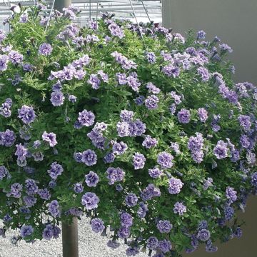 Tarhapetunia Tiny Pleasure Double Blue Vein