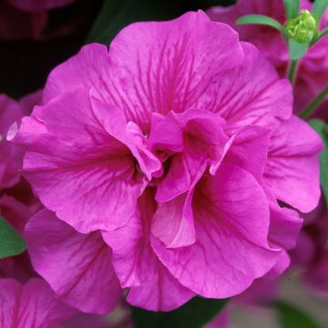 Riippapetunia Tumbelina Candyfloss
