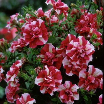 Tarhapetunia Tumbelina Cherry Ripple