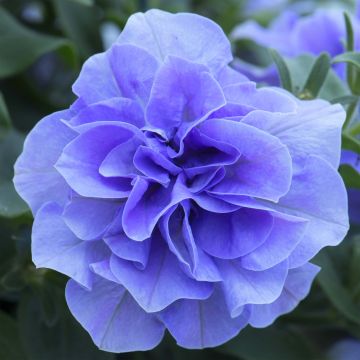Riippapetunia Tumbelina Maria