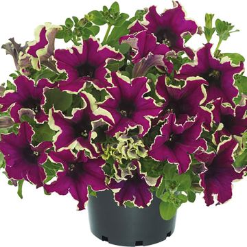 Tarhapetunia Viva Eclipse