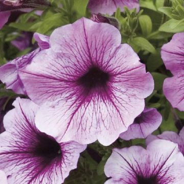 Miljoonakello Million Bells Rose Vein