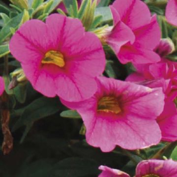 Miljoonakello Million Bells Trailing Fuchsia