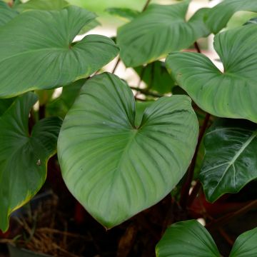 Köynnösvehka - Philodendron squamiferum x serpens