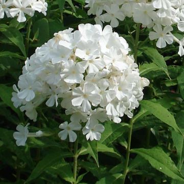 Syysleimu Anne